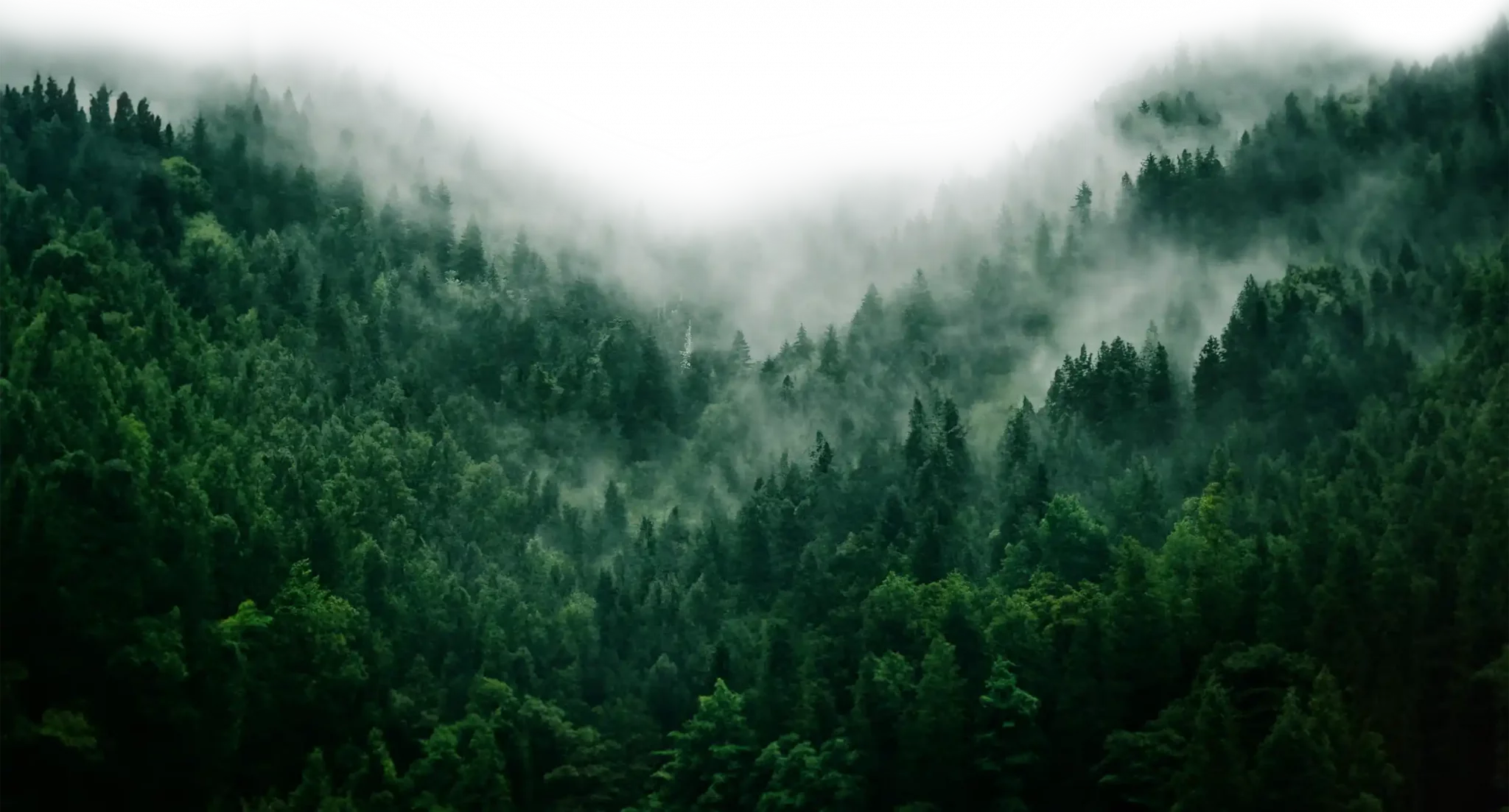 Medium shot of trees