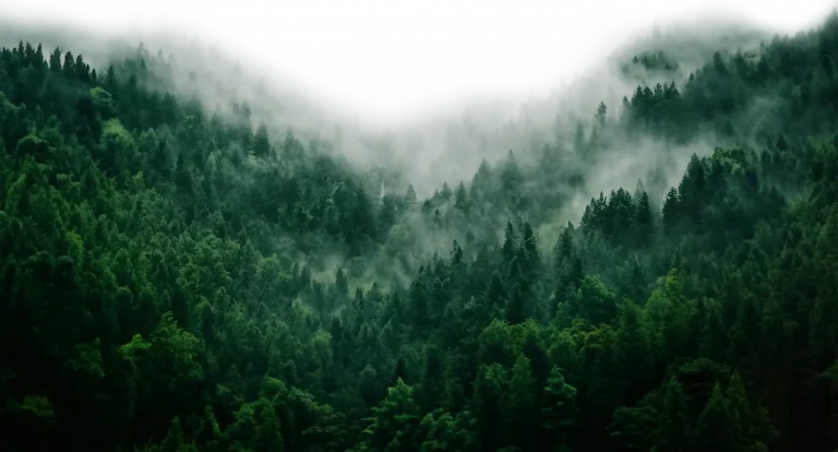 Medium shot of trees