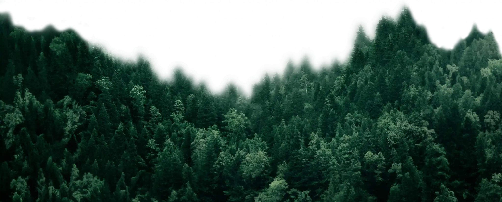 Very close up of trees