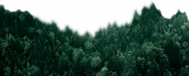 Very close up of trees